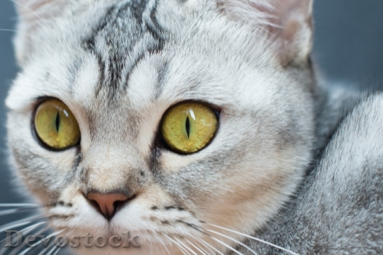 Devostock cat-eyes-kitten-beautiful-1038520.jpeg