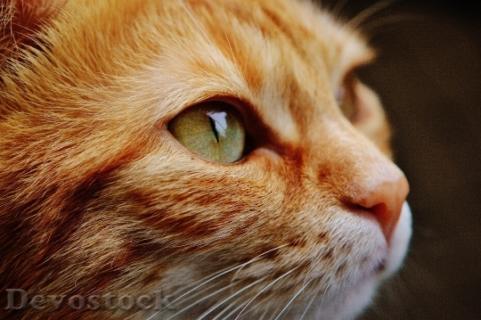 Devostock cat-face-close-view-115011.jpeg