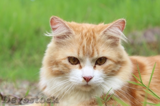 Devostock cat-feline-kitty-kitten-39380.jpeg