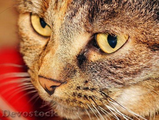 Devostock cat-head-female-cat-face-39626.jpeg