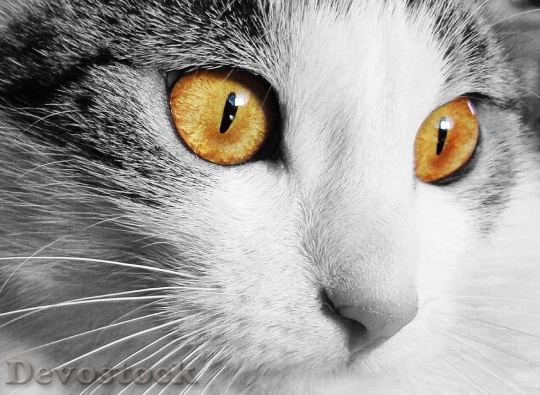 Devostock cat-home-animal-cat-s-eyes-46208.jpeg