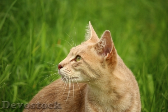 Devostock cat-kitten-mieze-mackerel-162245.jpeg