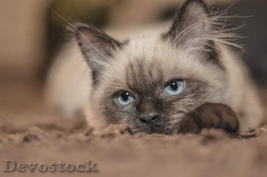 Devostock cat-kitten-pets-tom-cat-161005.jpeg
