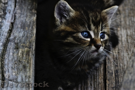 Devostock cat-kitten-rozkosne-little