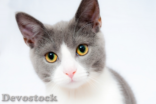 Devostock cat-pet-animal-domestic-104827.jpeg