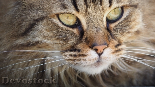 Devostock cat-portrait-kitten-cute-128884.jpeg