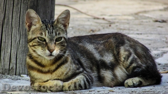 Devostock cat-resting-looking-street-163731.jpeg