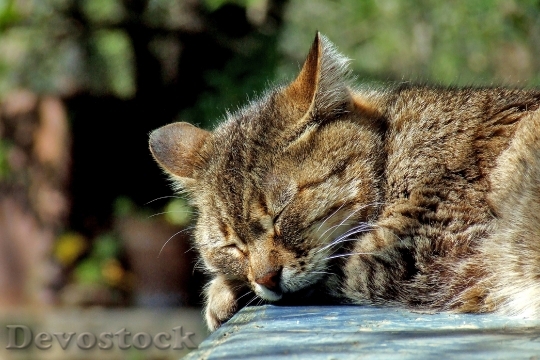 Devostock cat-sleeping-garden-domestic-40012.jpeg
