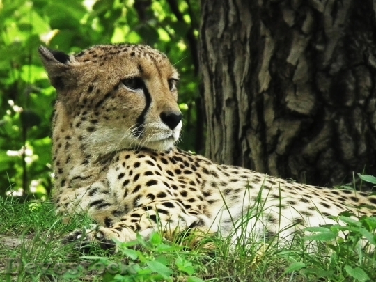 Devostock cheetah-cat-wild-nature-52529.jpeg