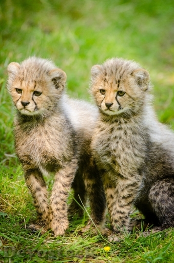 Devostock cheetahs-cubs-two-together-162318.jpeg