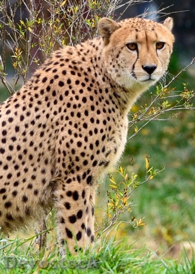 Devostock cheetah-sitting-big-cat-feline-162313.jpeg