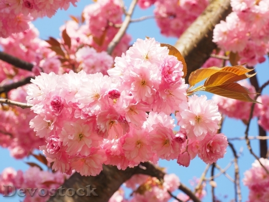 Devostock Cherry blossoms  (104)