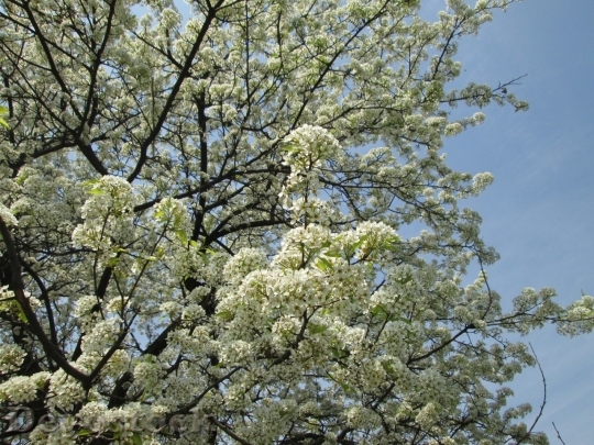 Devostock Cherry blossoms  (108)