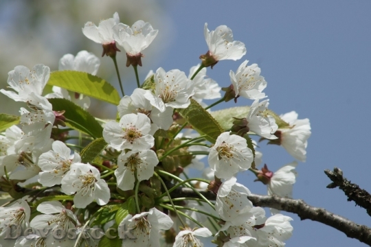 Devostock Cherry blossoms  (11)