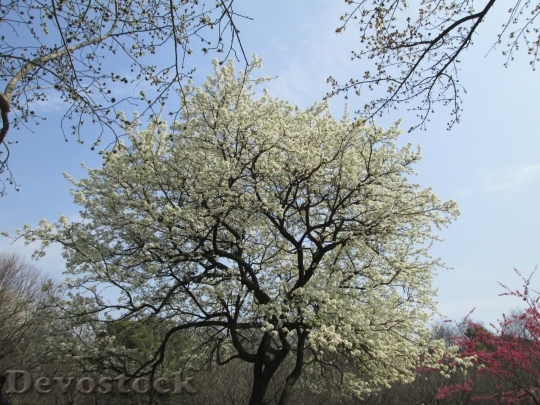 Devostock Cherry blossoms  (111)