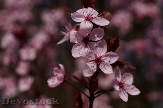 Devostock Cherry blossoms  (116)