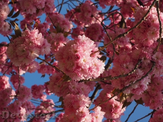 Devostock Cherry blossoms  (125)