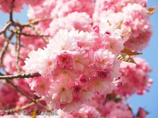 Devostock Cherry blossoms  (127)