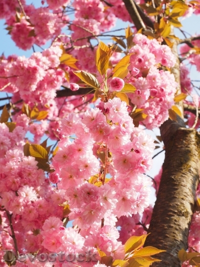 Devostock Cherry blossoms  (130)