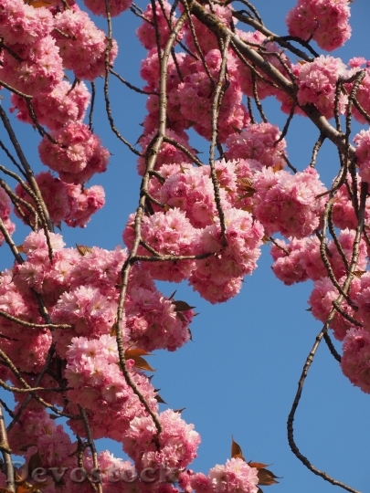 Devostock Cherry blossoms  (131)
