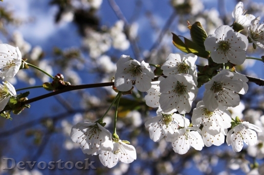 Devostock Cherry blossoms  (139)