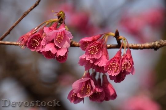 Devostock Cherry blossoms  (143)