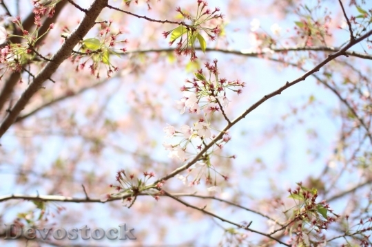 Devostock Cherry blossoms  (147)