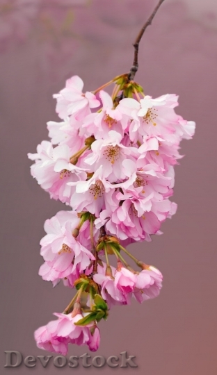 Devostock Cherry blossoms  (150)
