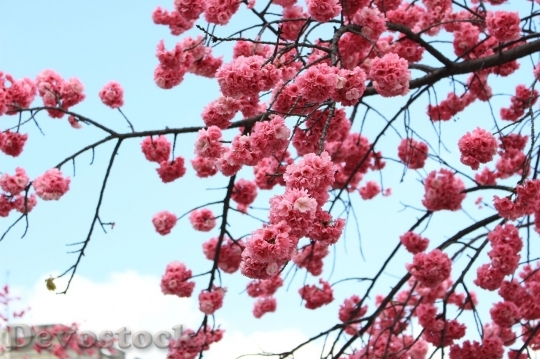 Devostock Cherry blossoms  (151)