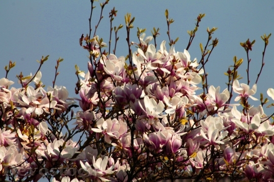 Devostock Cherry blossoms  (156)