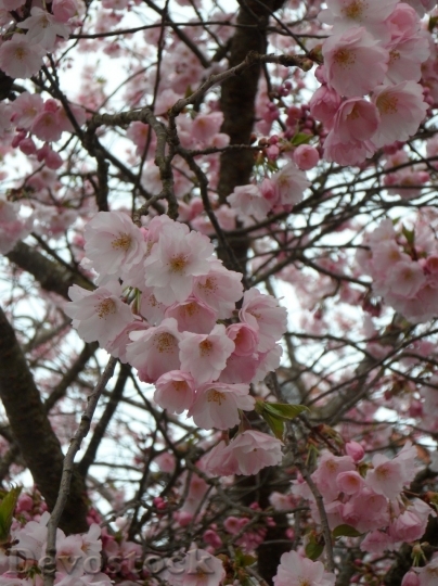 Devostock Cherry blossoms  (164)