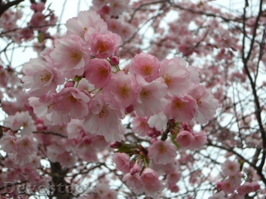 Devostock Cherry blossoms  (165)