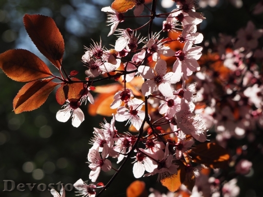 Devostock Cherry blossoms  (190)