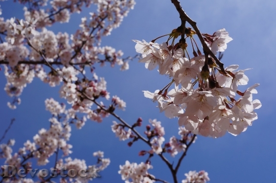 Devostock Cherry blossoms  (195)