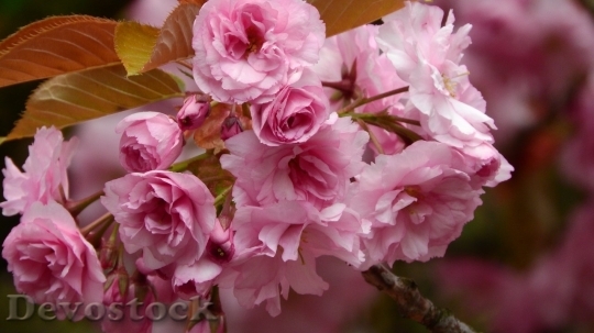 Devostock Cherry blossoms  (197)