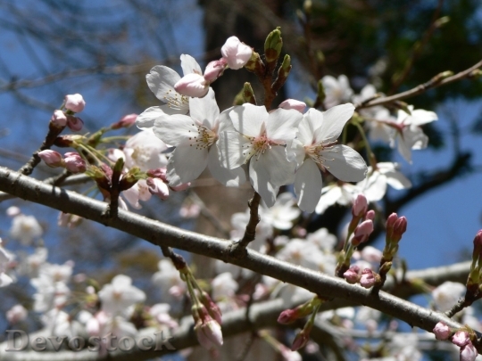Devostock Cherry blossoms  (2)