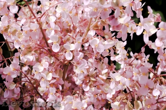 Devostock Cherry blossoms  (202)