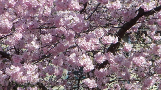 Devostock Cherry blossoms  (207)