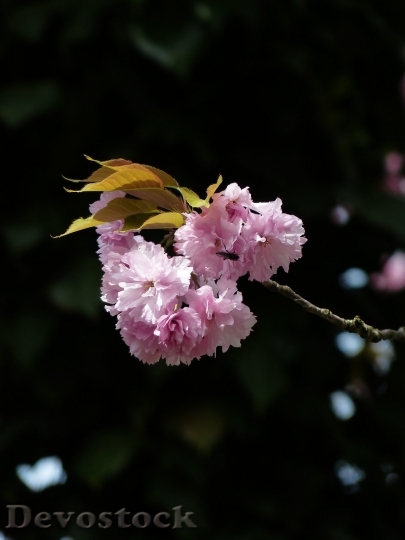 Devostock Cherry blossoms  (216)