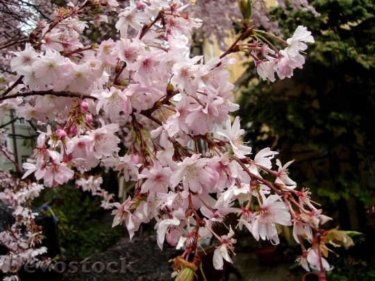 Devostock Cherry blossoms  (223)