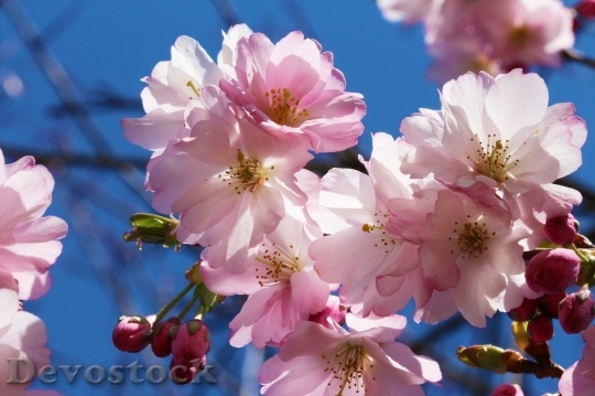 Devostock Cherry blossoms  (242)