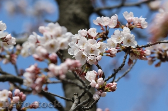 Devostock Cherry blossoms  (249)