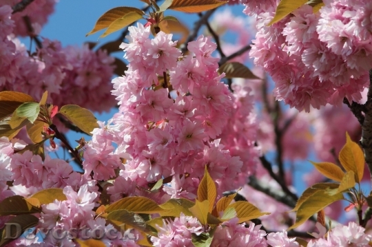 Devostock Cherry blossoms  (250)