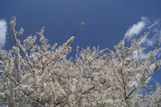 Devostock Cherry blossoms  (270)