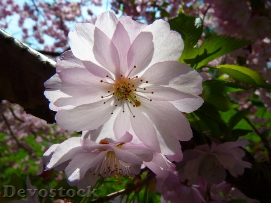Devostock Cherry blossoms  (28)