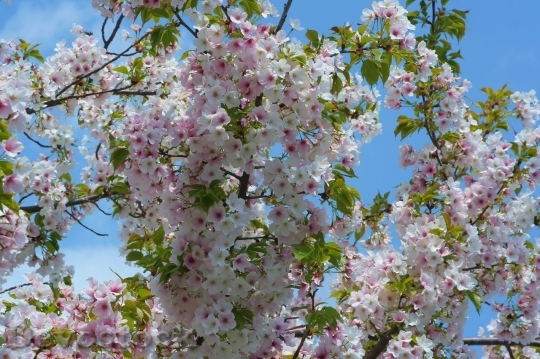 Devostock Cherry blossoms  (283)