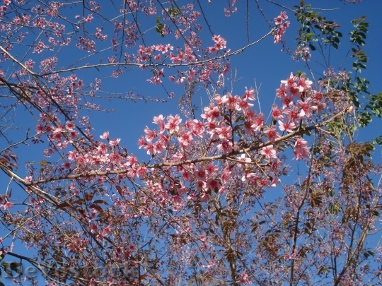 Devostock Cherry blossoms  (286)
