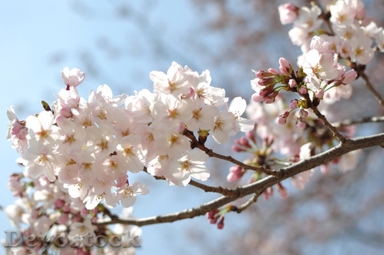 Devostock Cherry blossoms  (293)
