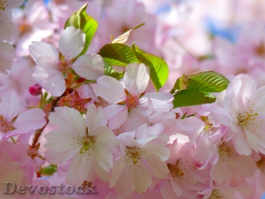Devostock Cherry blossoms  (30)