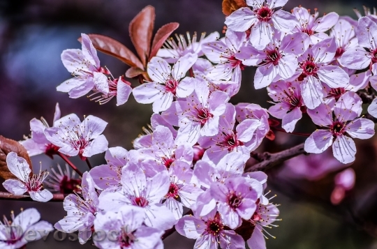 Devostock Cherry blossoms  (306)